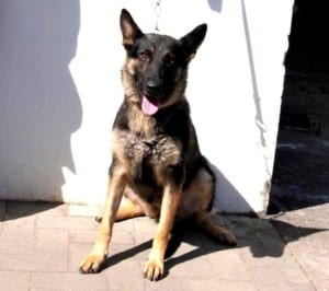 cachorropm_jpg