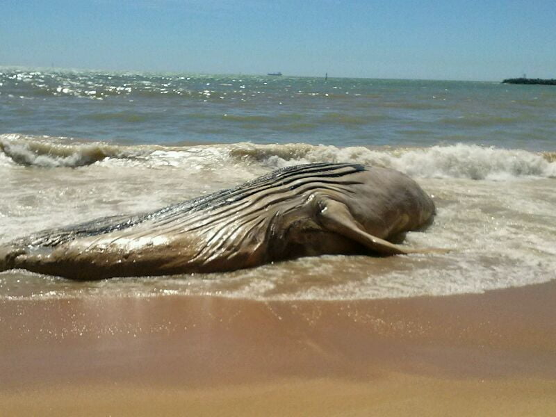 A baleia já havia sido vista passando por Guarapari morta. Foto: Rosimara Marinho.