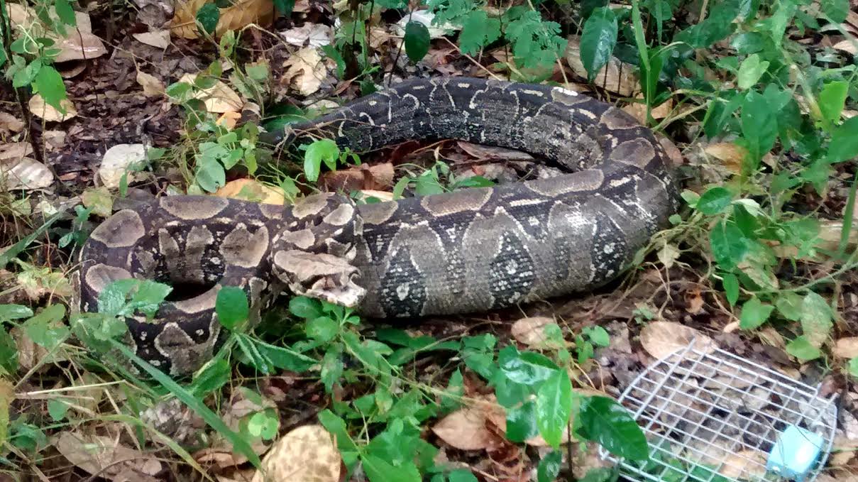 O manuseio de serpentes vivas deve ser feito com laço ou com ganchos apropriados.