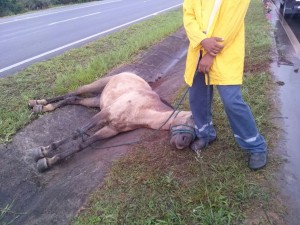 Cavalo
