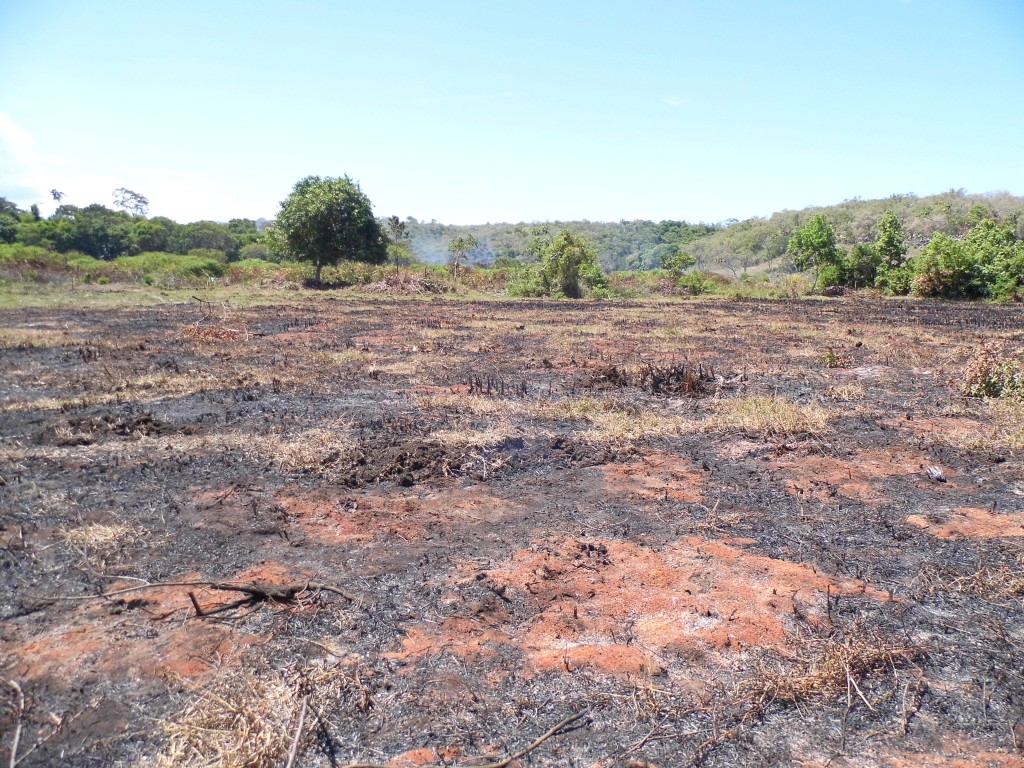 O incêndio já consumiu vários metros quadrados de vegetação. Foto: João Thomazelli/Portal 27