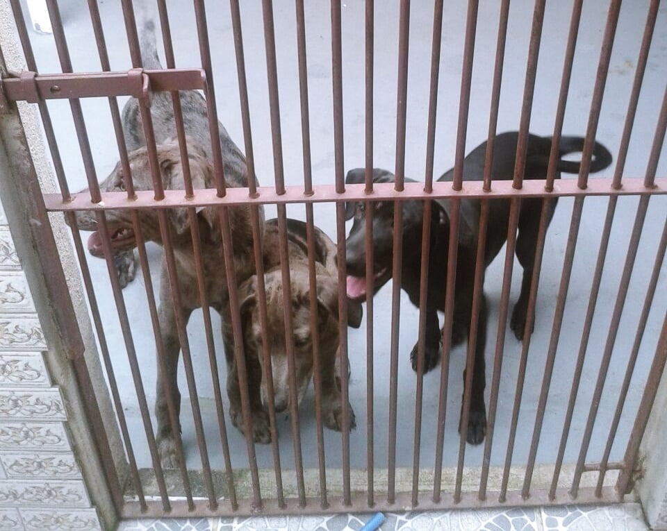 Cachorros