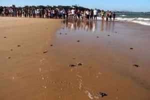 Foto: Pedro Quitiba / Assessoria PMA