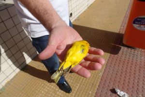 Hoje pela manhã ainda era possível encontrar pássaros mortos