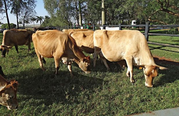 vacas