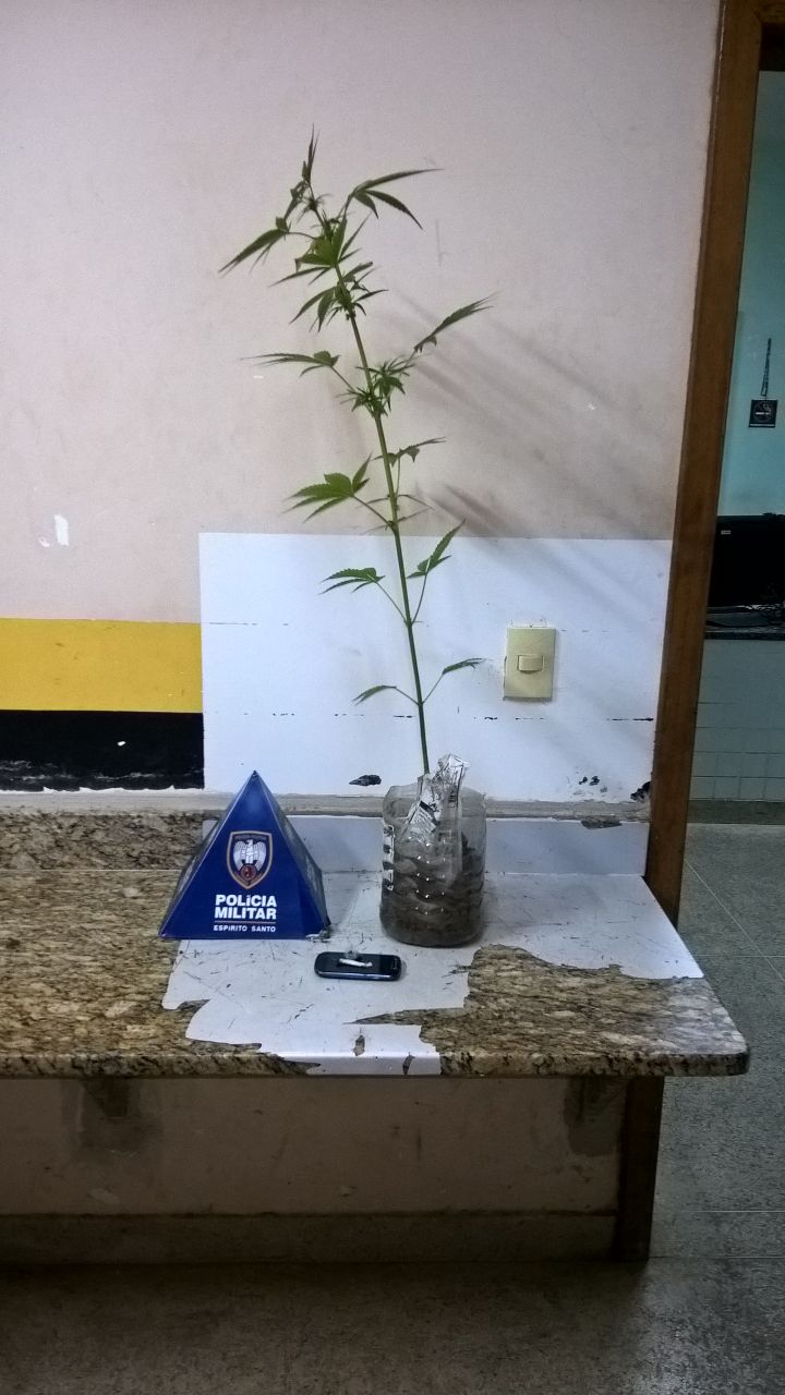 planta