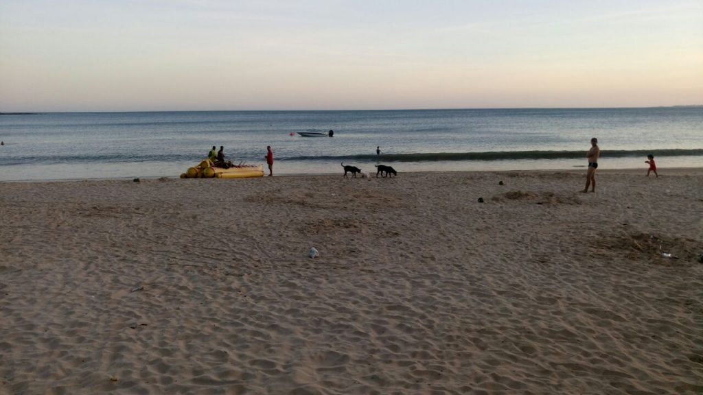 cachorro na praia