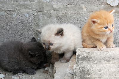 tres-filhotes-de-gato-no-muro