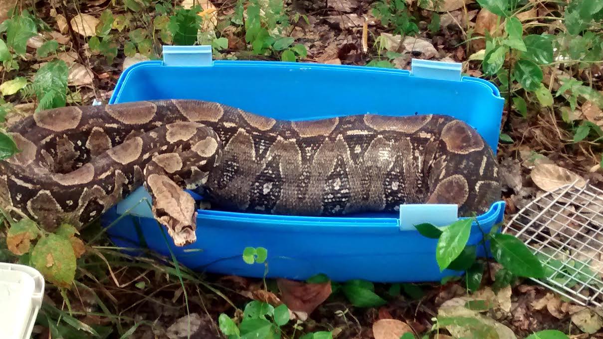 O animal foi encontrado em um quintal de uma residência no bairro São Luiz Gonzaga e solto no Parque Itabira. Foto: Polícia Ambiental
