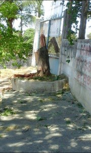 Uma leitora do Portal 27 flagrou corte de árvores em Santa Mônica.