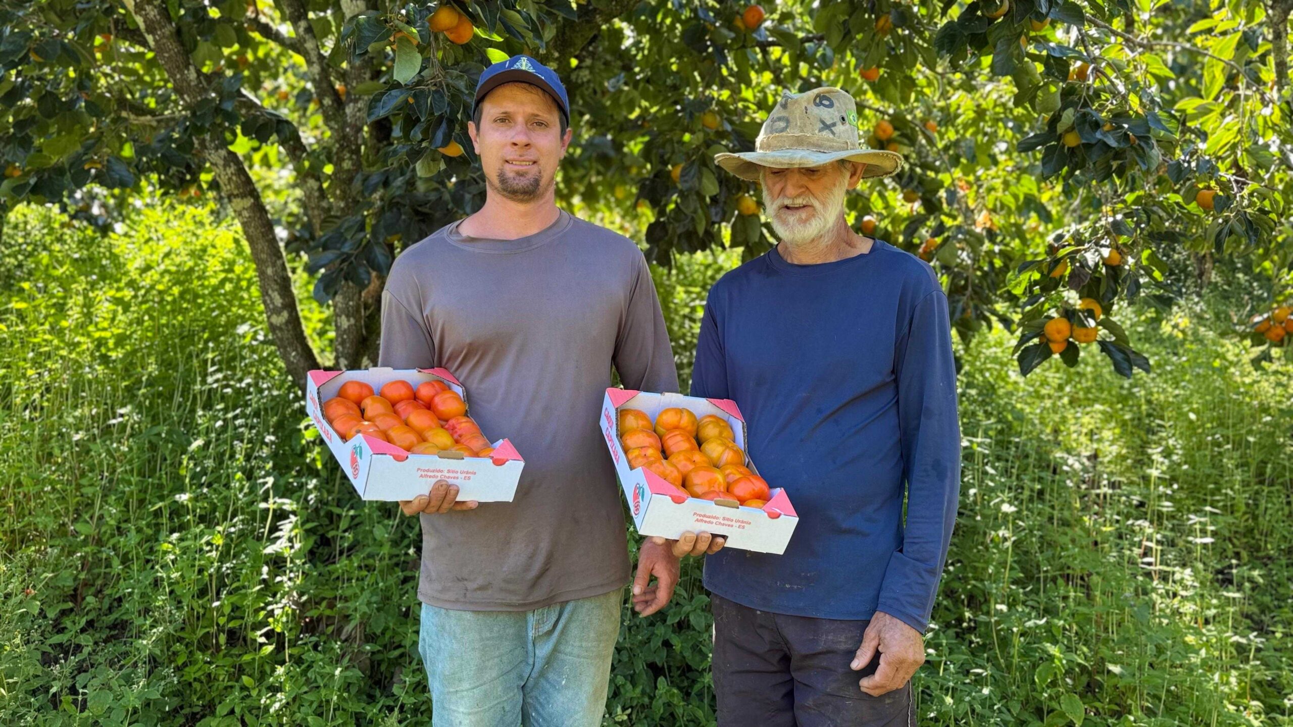 Família de Alfredo Chaves se destaca na produção de caqui de alta qualidade nas montanhas capixabas